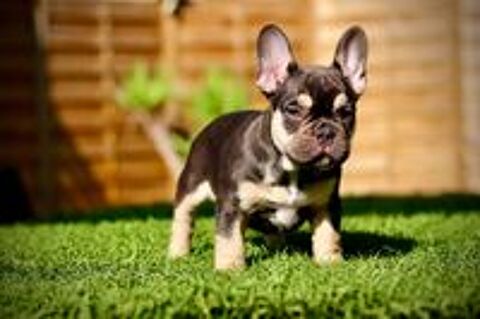   Chiots Bouledogue Français Exotiques d'exception disponibles 