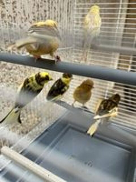   Canaris mosaic 2026 