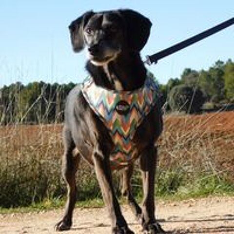   SOS BIMON  ce petit chien snior  adopter 🚨 