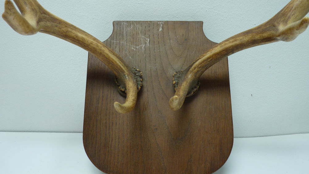 Bois v&eacute;ritables de chevreuil sur plaque de bois &agrave; accrocher Décoration