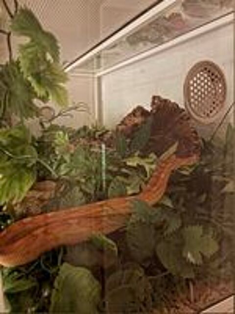   Serpent des bl�s (pantherophis guttatus) femelle 
