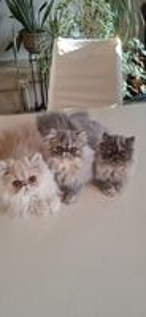   Chatons Persans LOOF  