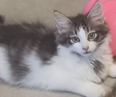 Chaton sib&eacute;rien LOOF m&acirc;le 1650 85310 Chaillé-sous-les-ormeaux