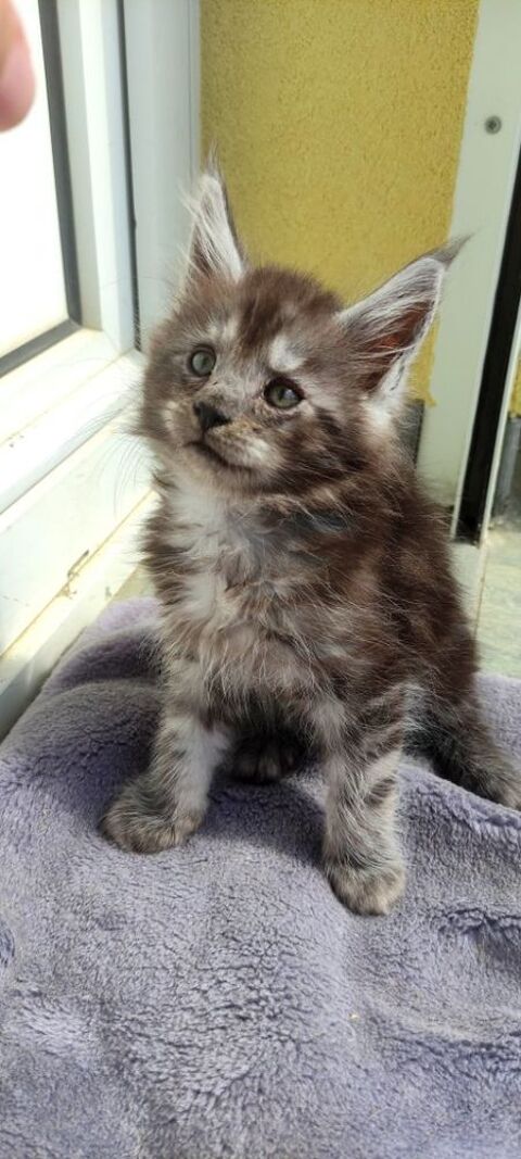 Chatons Maine Coon 750 57255 Sainte-marie-aux-chnes