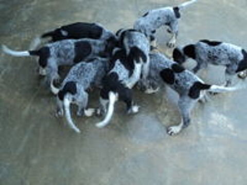   cède chiots petit bleu de Gascogne 