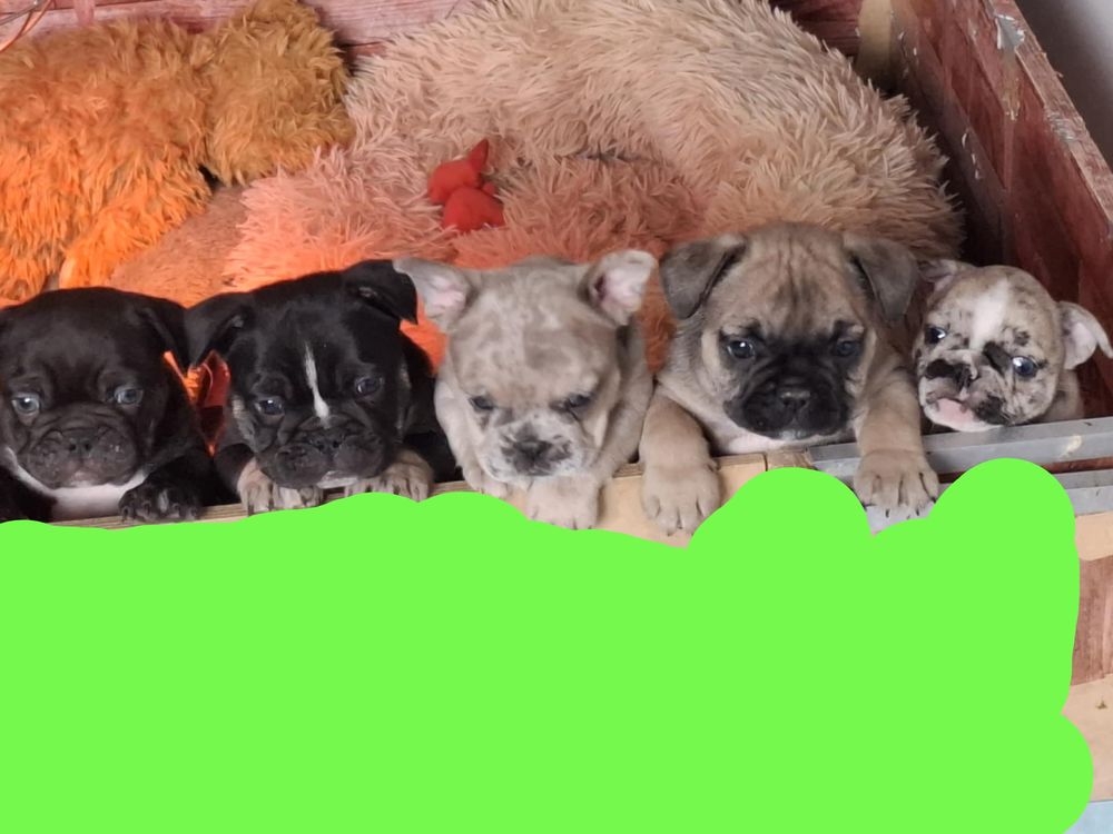   B�b�s bouledogues fran�ais exotiques  