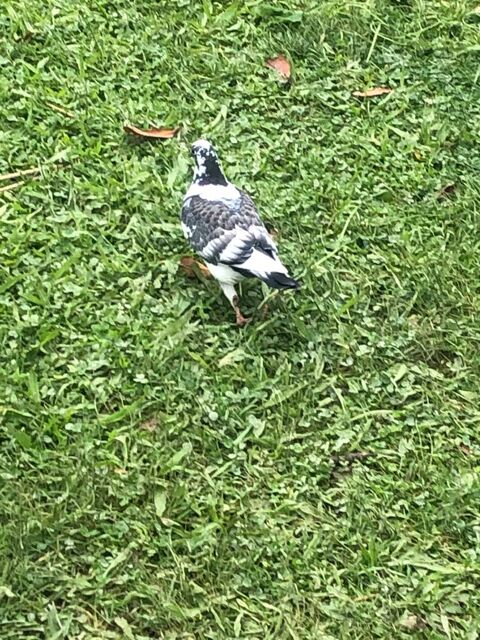 Pigeons culbutant plusieurs couleurs 10 51430 Tinqueux
