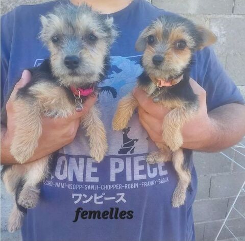 Chiots croises chihuahua/ yorkshire 
350 89144 Varennes