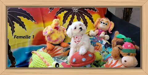CHIOTS BICHON MALTAIS (femelle) 900 41700 Le controis-en-sologne