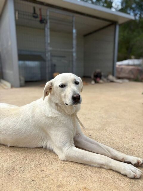 BELKA CROISEE LABRADOR 3 ANS 250 62100 Calais