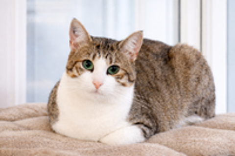   ZAZOO CHAT TIGRE BLANC 3 ANS 