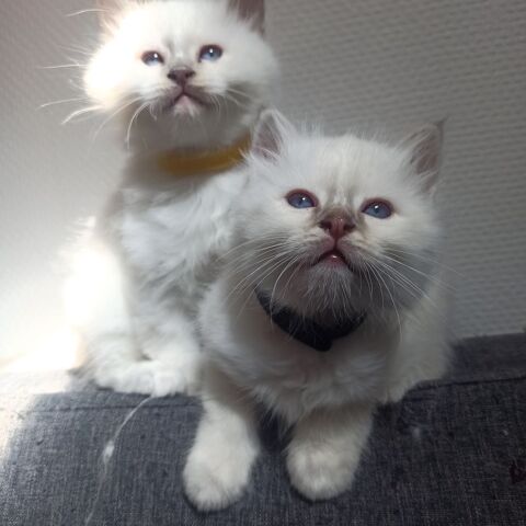 Chaton sacré de Birmanie 1300 31360 Boussens