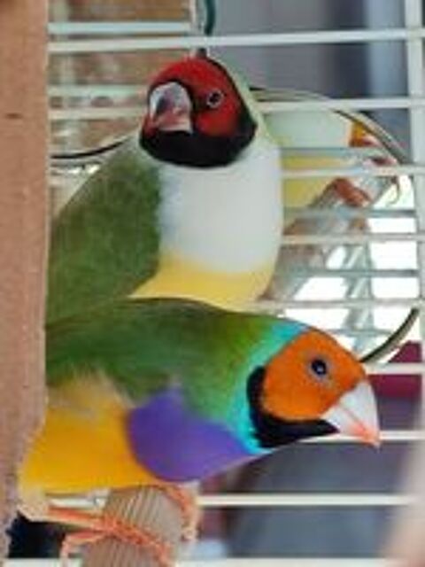   Bonjour je cherche  changer des diamants de gould 