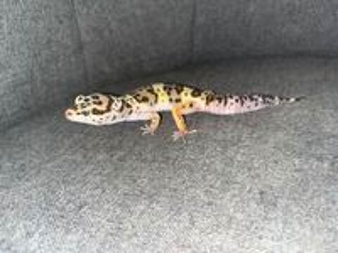   Geckos léopards 