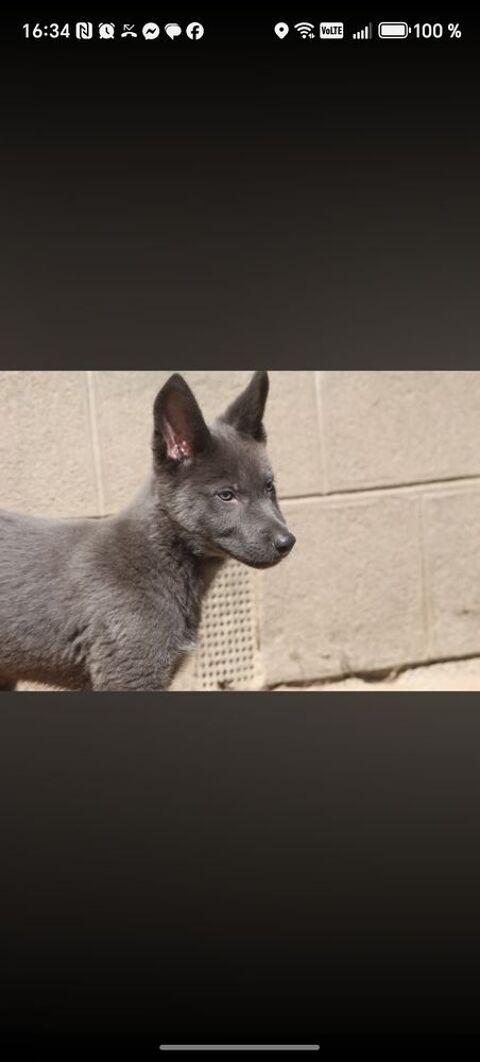 Chiots chiens loup
1500 56300 Pontivy