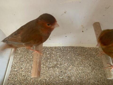 Canari brun fonds rouge 27940 Aubevoye