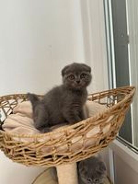   chat Scottish fold straight 