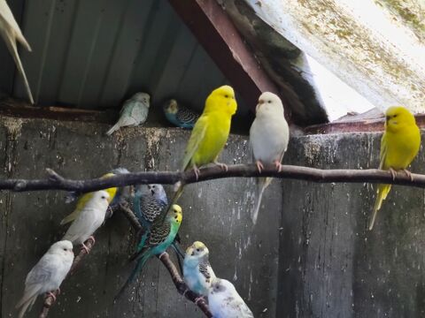 Oiseaux perruches ondul&eacute;es 11 29290 Saint-renan