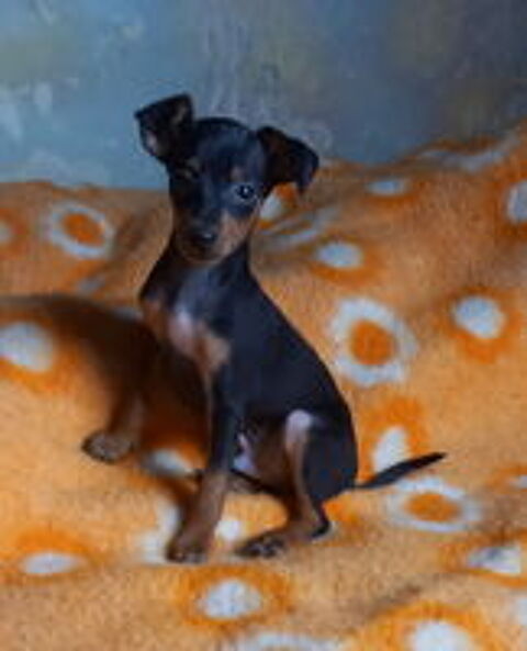   chiots bayonne 
