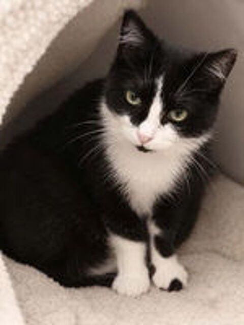   Ninouche chatte 1 an gentille cherche famille 