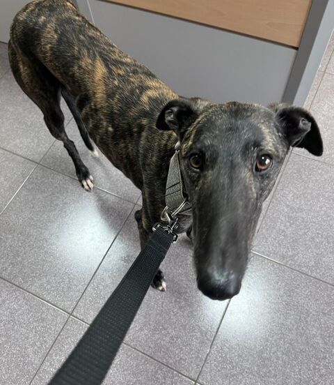 CESAR 💙 Un Roi  noble au coeur tendre 315 24140 Douville