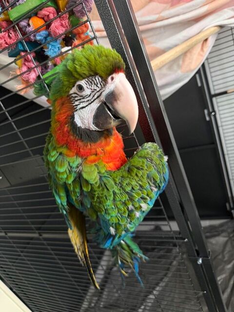 perroquet ara hybride 2000 94200 Ivry-sur-seine