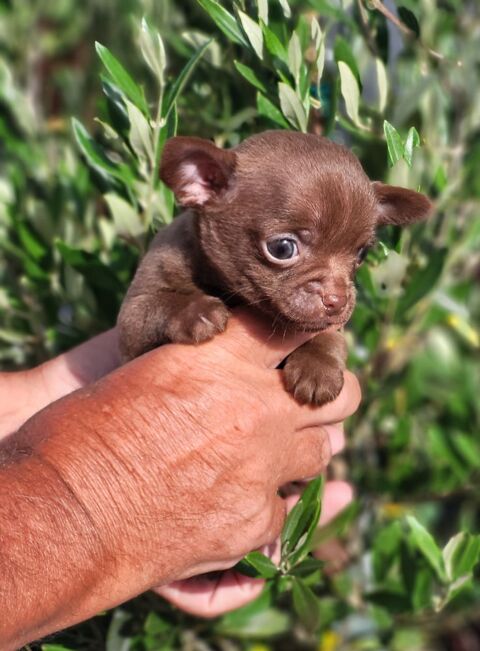 Chihuahuas m&acirc;les 790 85580 Triaize