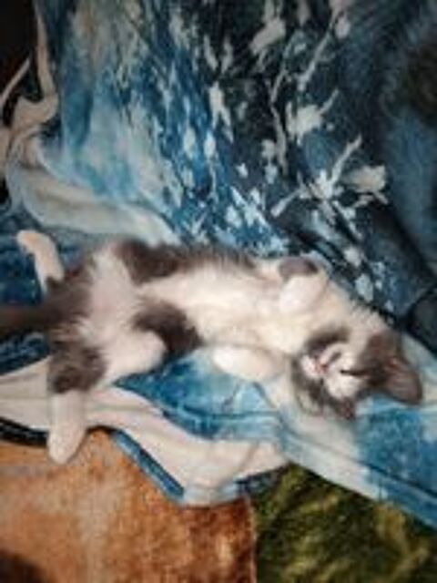   Chatonne Angora Turc Bleu et blanche 