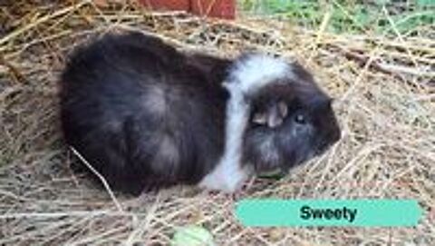   Sweety, cochon d'inde à adopter 