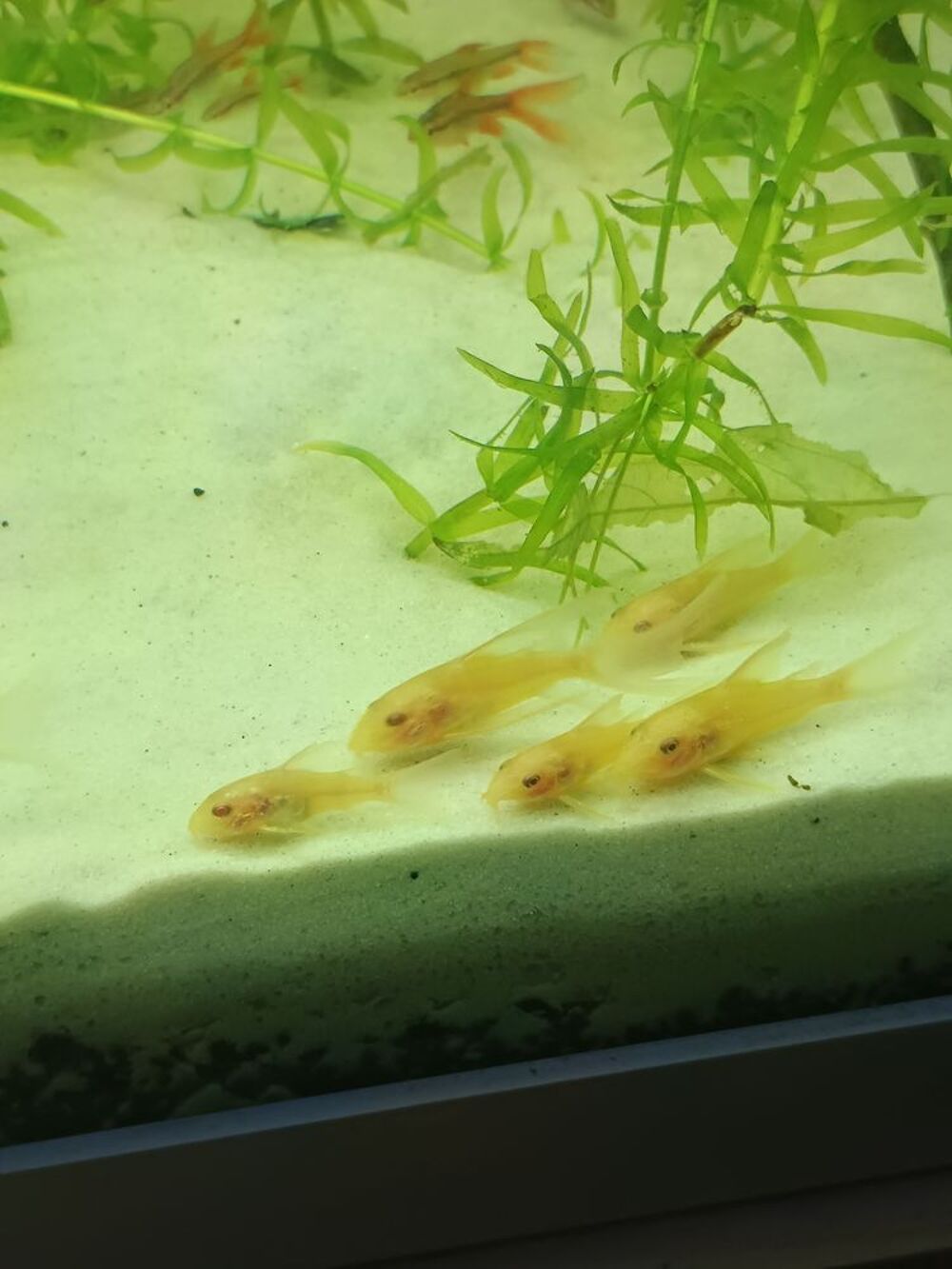   Corydoras paleatus Albinos a voile  
