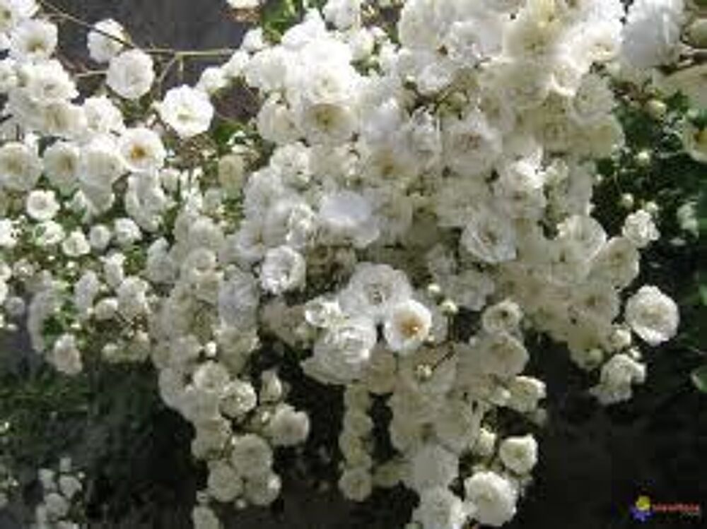 5 plants de rosier polyantha blanc Jardin