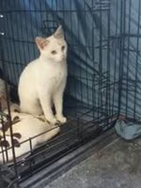   Chat ISISetLADY  l adoption 