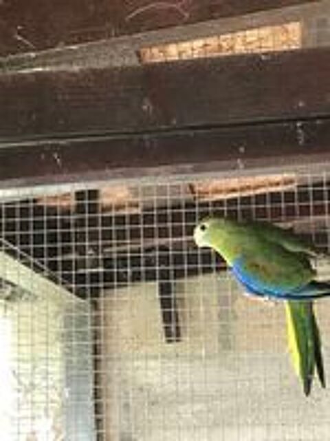   Turquoisine 