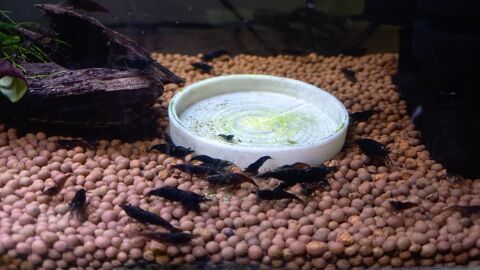 CREVETTE BLACK SAKURA 3 37270 Athe-sur-cher