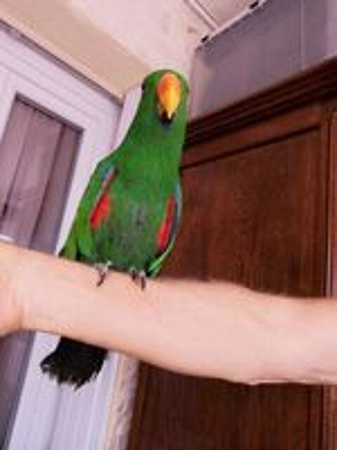   Eclectus polychloros 
