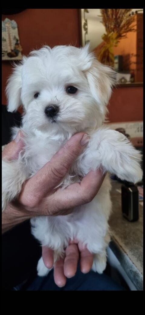 Bichon maltais 2000 78980 Saint-illiers-le-bois
