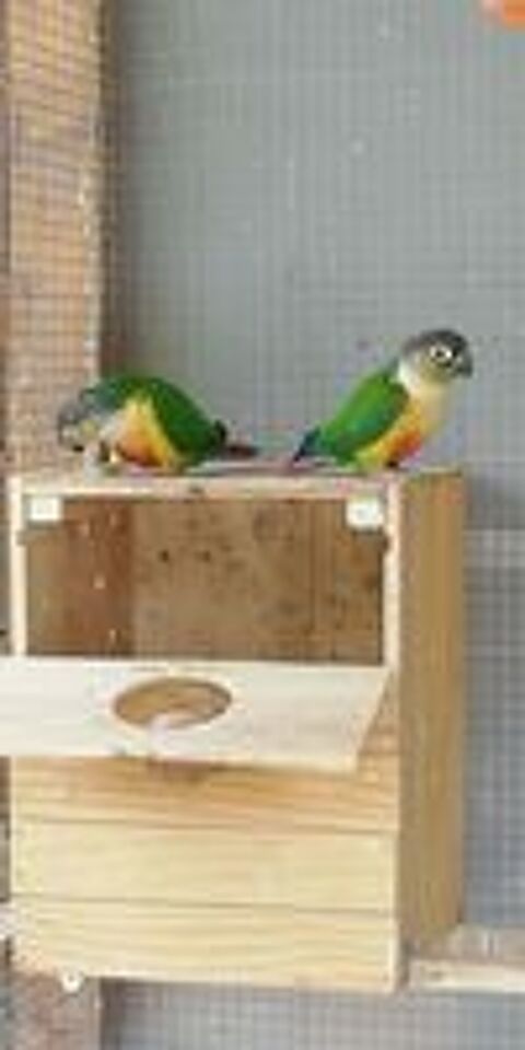    conure de Molina (pyrrhura molinae)  