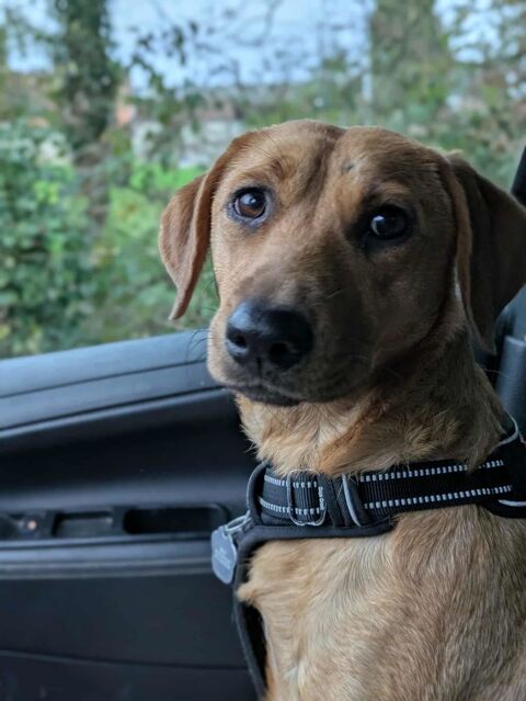 Dixy la joyeuse et dynamique louloute 350 76170 Lillebonne