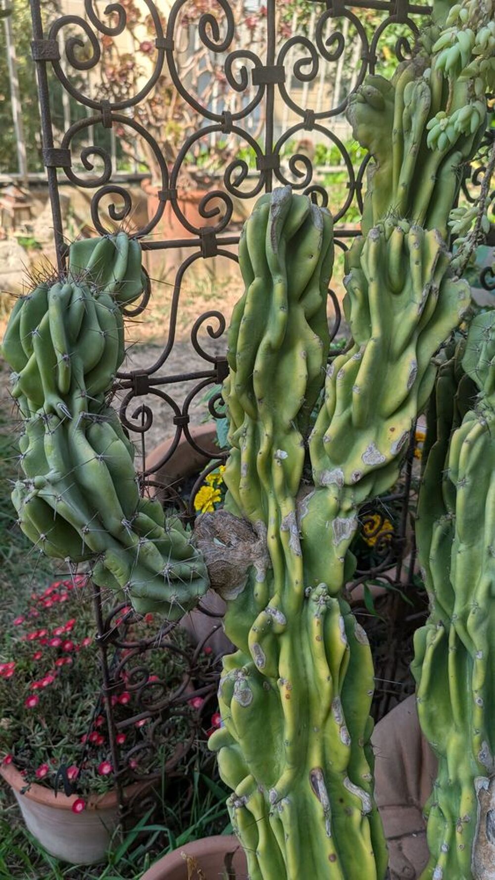 grand cactus Jardin