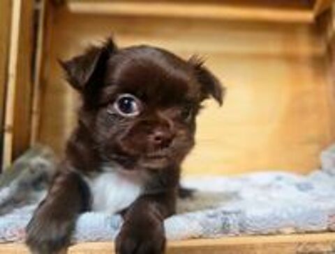   A réserver bébés chihuahua poils longs chocolat 
