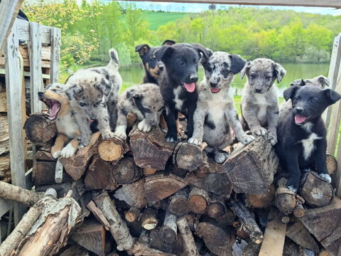 Chiots Border Beauceron  150 81500 Teulat