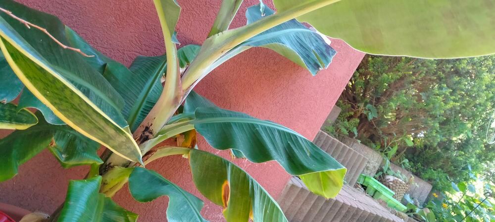 Bananier Jardin
