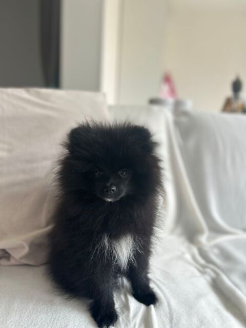 Chiot spitz 1400 83500 La seyne-sur-mer