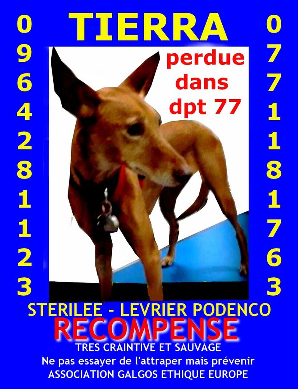   LEVRIER MARRON PERDU DPT 77 