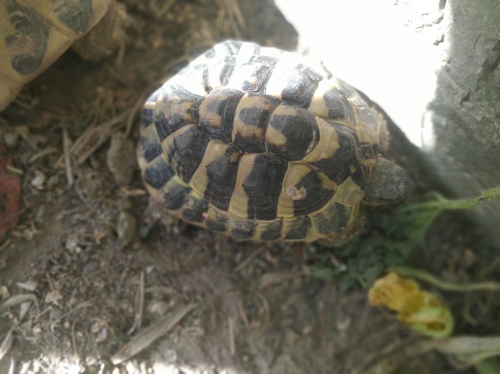   Tortue mâle 7 ans 
