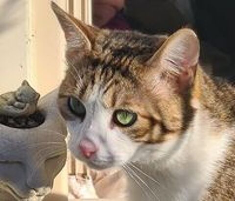   ZAZOO CHAT TIGRE BLANC 3 ANS 