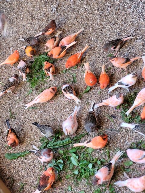 Canaris 30 17250 Saint-sulpice-d'arnoult