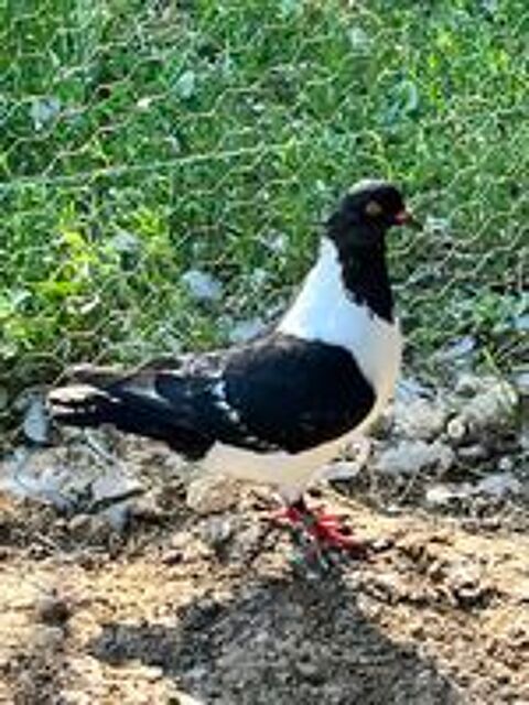   Pigeons : Strasser de Moravie 