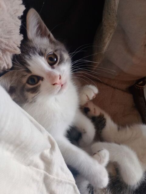 Donne 2 chatons m&acirc;les n&eacute;s le lundi de P&acirc;ques sur Vieux-Cond&eacute; 0 59690 Vieux-condé