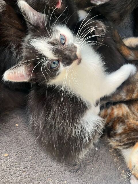 Chatons &agrave;    l'adoption 0 49290 Chalonnes-sur-loire